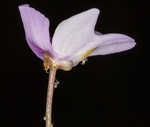 Eastern purple bladderwort